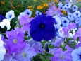 A blue flower stands out among many others.