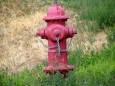 A red firehydrant among flowering ground cover.