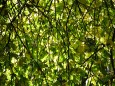 Sunlit green and yellow leaves contrast with the black branches of the tree.