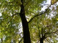 The canopy of a group of trees.