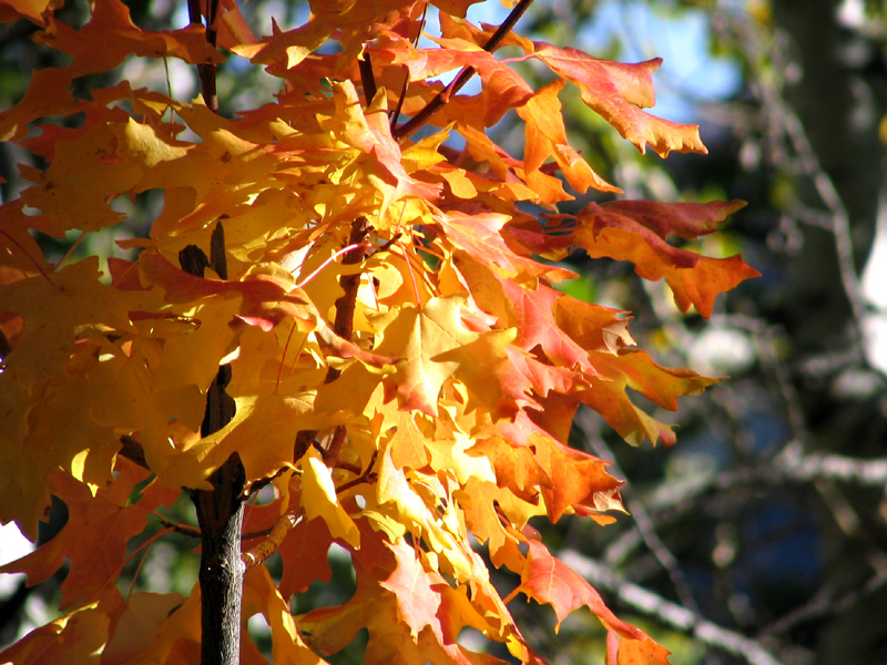 Yellow, orange, and red leaves hanging on to their branch are lit by the sun.